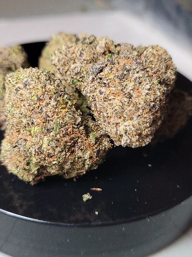 DC - Capital Buds - London Pound Cake | Indoor AA image