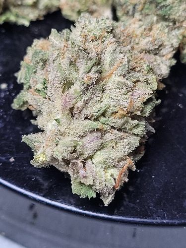 DC - Capital Buds Product - Creamsicle | Indoor AA