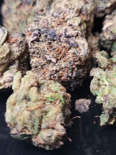DC - Capital Buds Product - Mochi Gelato | Super Indoor