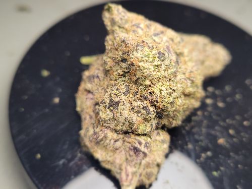 Forbidden Runtz | Super Indoor