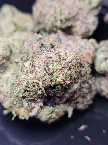 DC - Capital Buds Product - Alpha Blue | Super Indoor