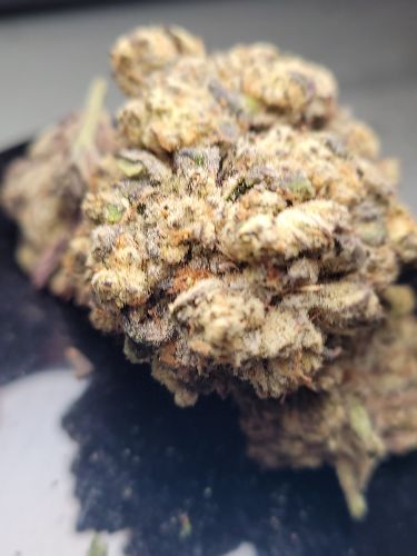 DC - Capital Buds Product - Purple Reign | Super Indoor
